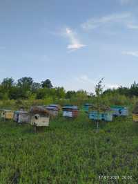 Вулики з бджолами пасіка