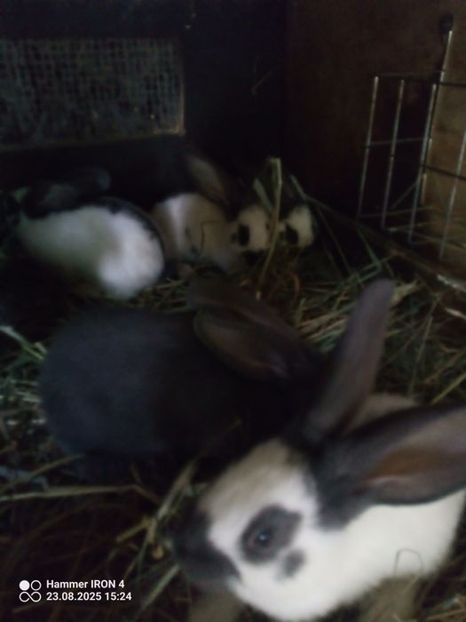 Króliki olbrzym srokacz