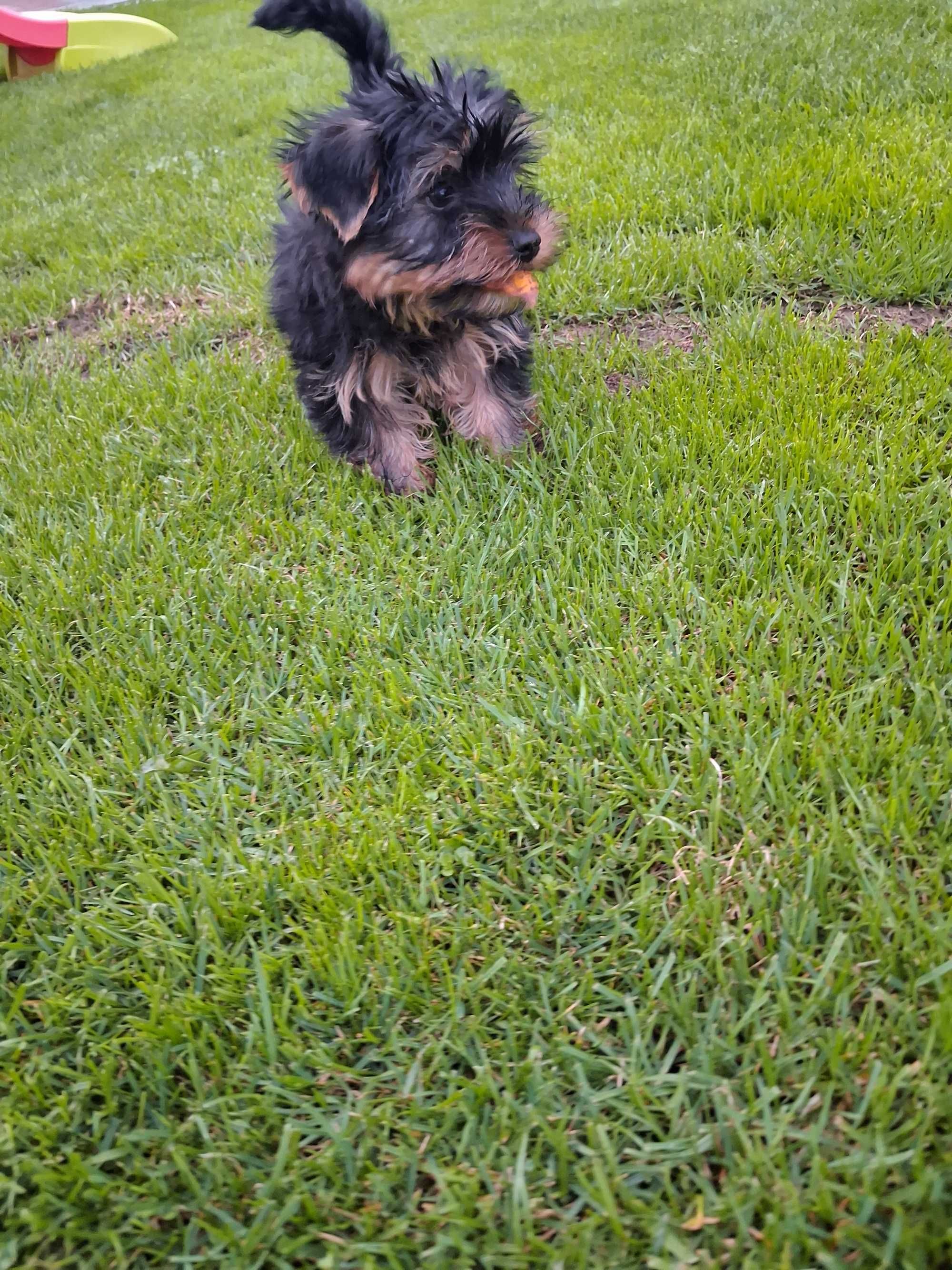 Piekny piesek rasy Yorkshire Terrier
