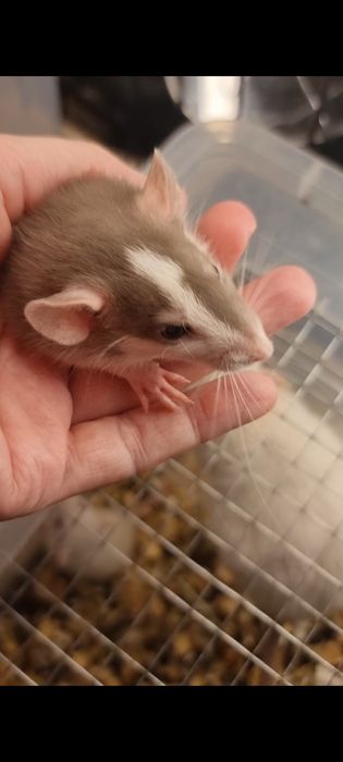 Девочка Дамбо Хаски крыса