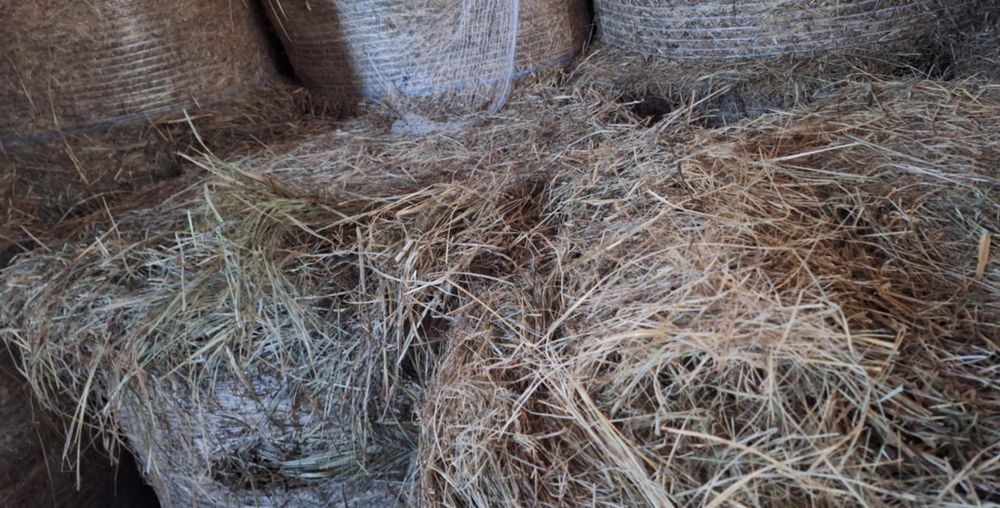 Sprzedam siano i siano kiszonke możliwość transportu