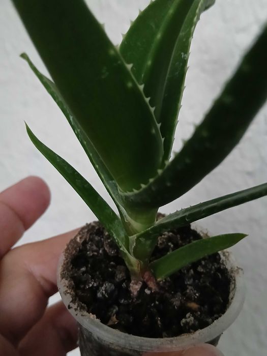 Алое молоді рослини