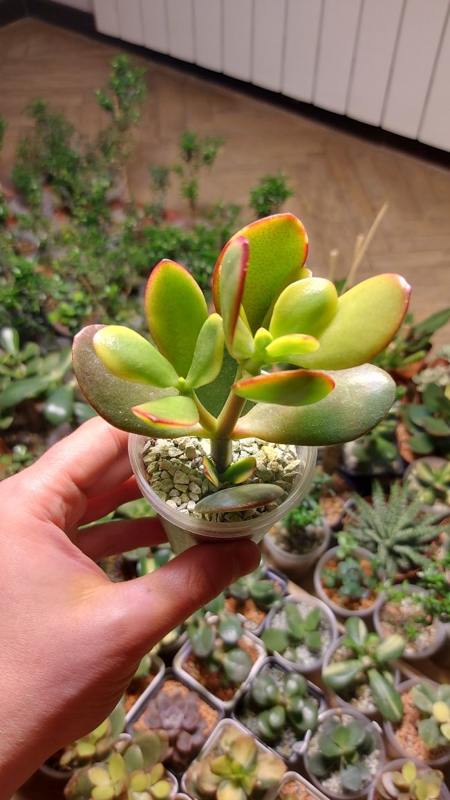 Crassula  Sunset  Крассула Сансет