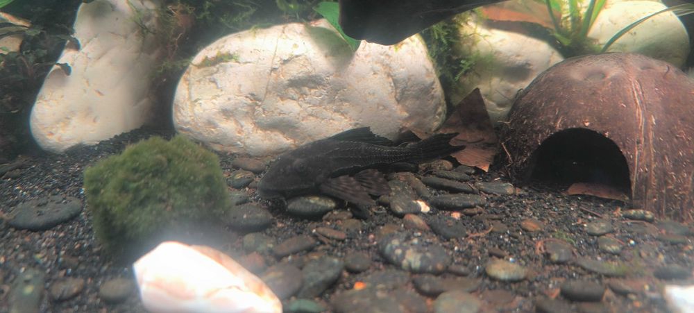 Ancistrus pleco com 11cm