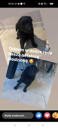 Oddam suczkę w dobre ręce