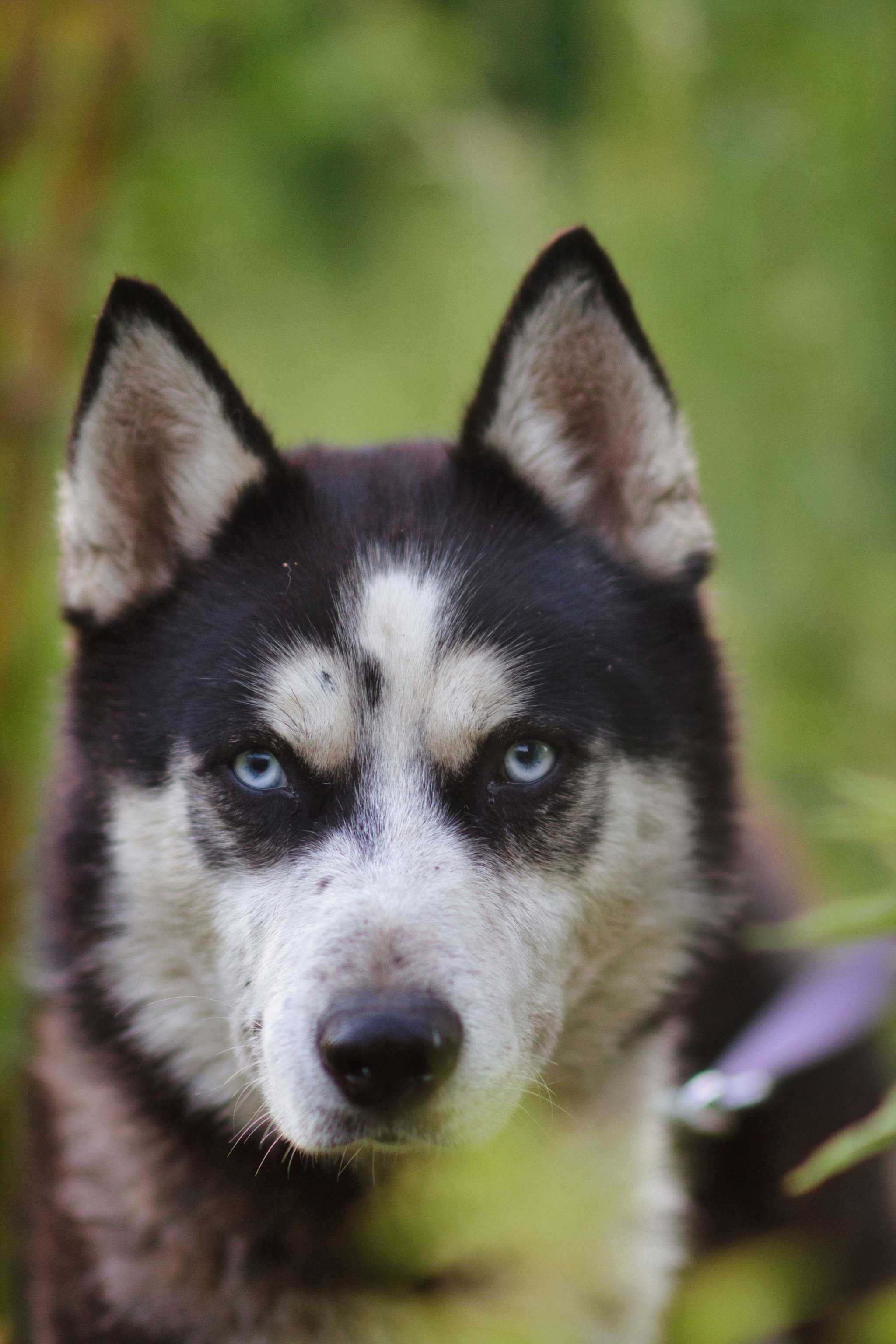 Zjawiskowo piękny, 1,5 roczny samiec husky szuka aktywnego opiekuna