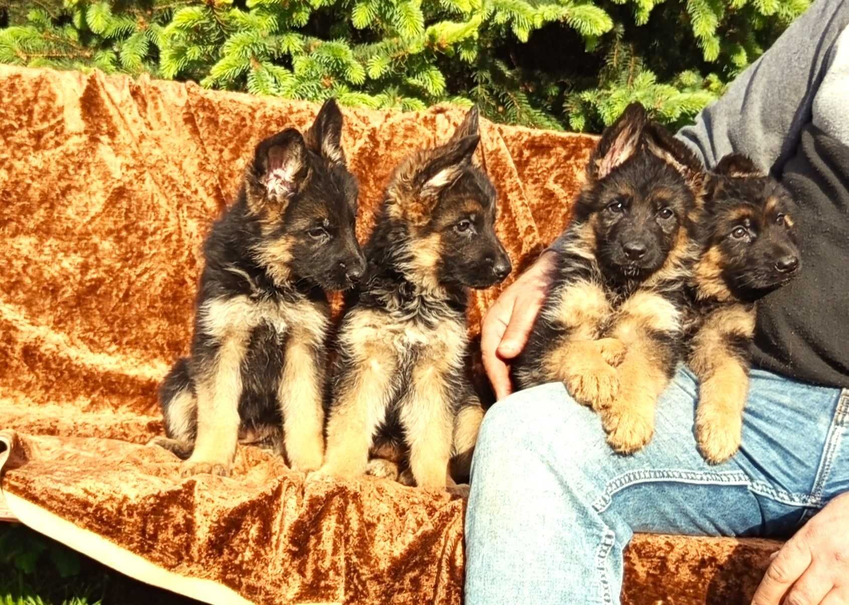 Owczarek niemiecki