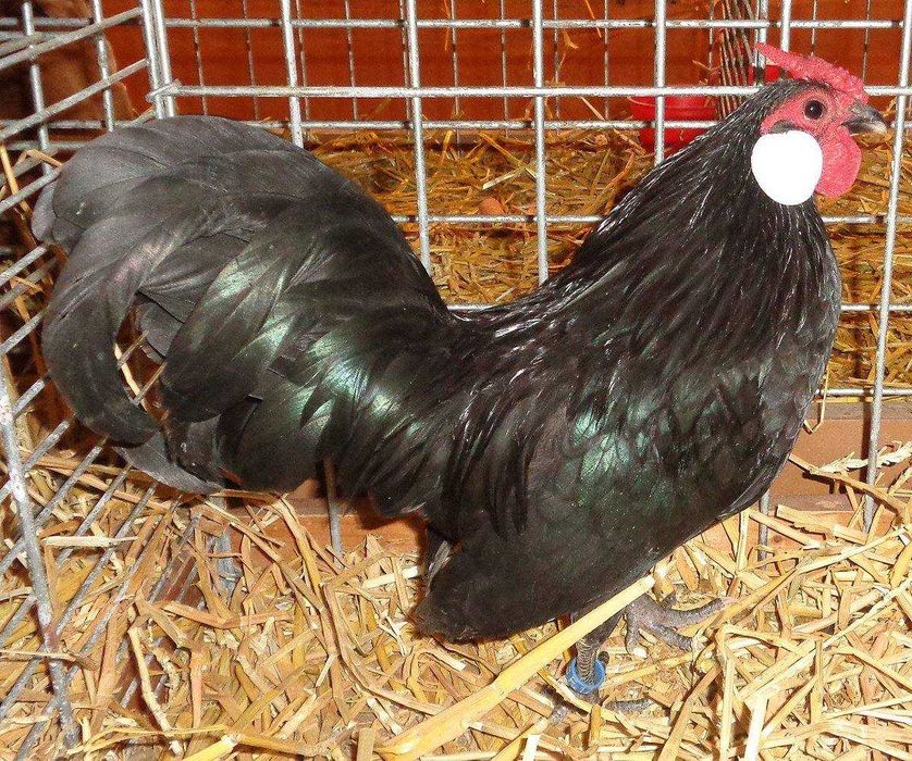 Бентамка белоухая, сформированная пара белоухих бентамок