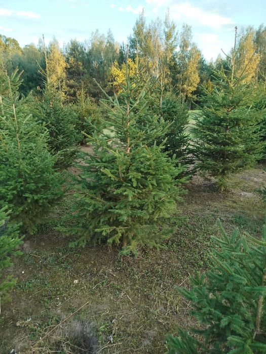 Choinki _ świerki _ przy trasie S7 (Białobrzegi)