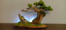Drzewko BONSAI duże mech chrobotek