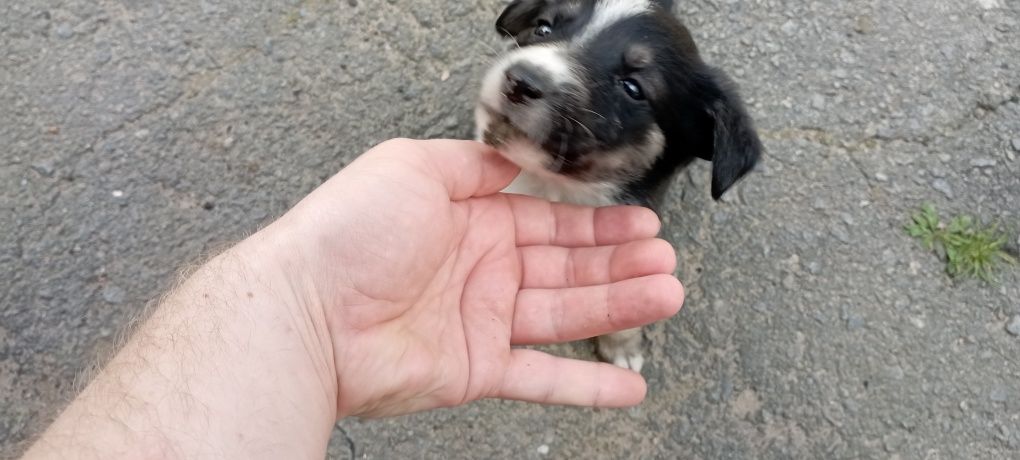 Віддам цуциків у гарні руки