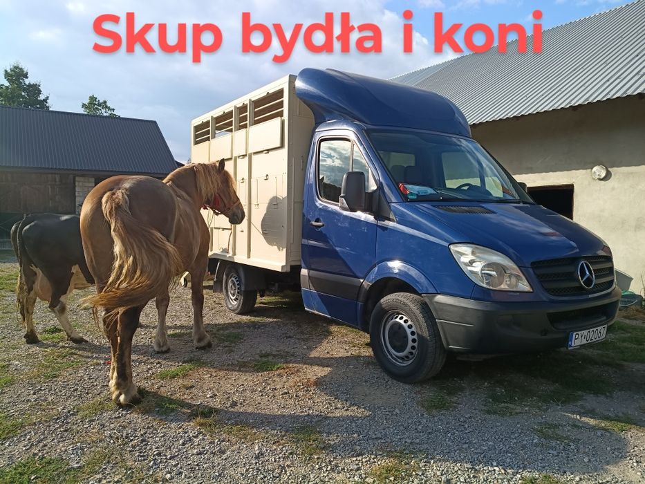 skup bydła krowy byki konie cielęta sprzedaż zamiana maszyn rolniczych