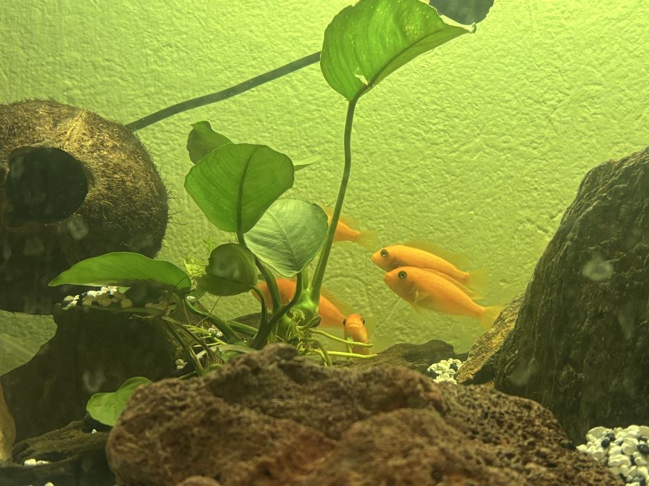 Sprzedam pyszczaki malawi spore stado