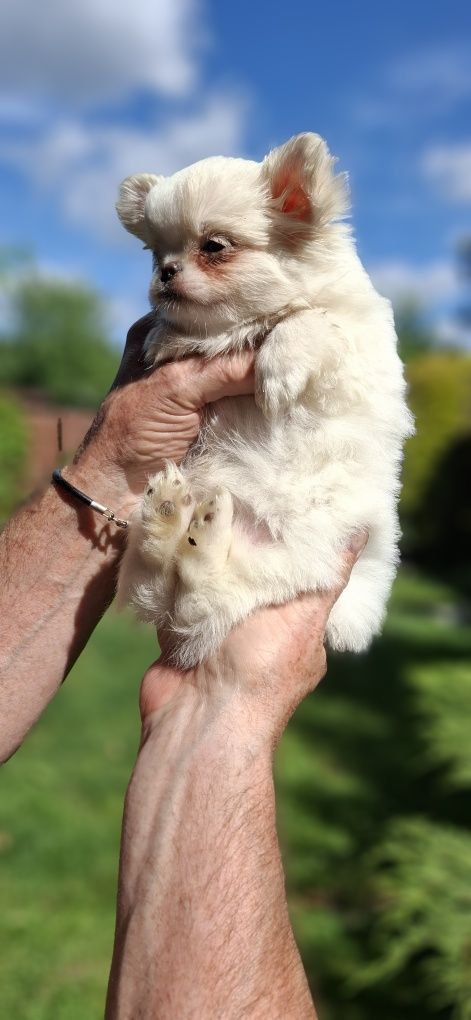 Chihuahua cudny piesek