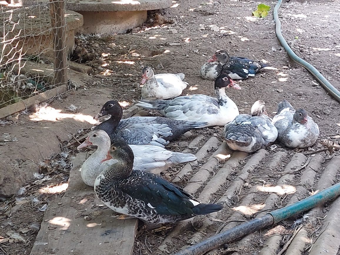 patos mudos caseiros casal