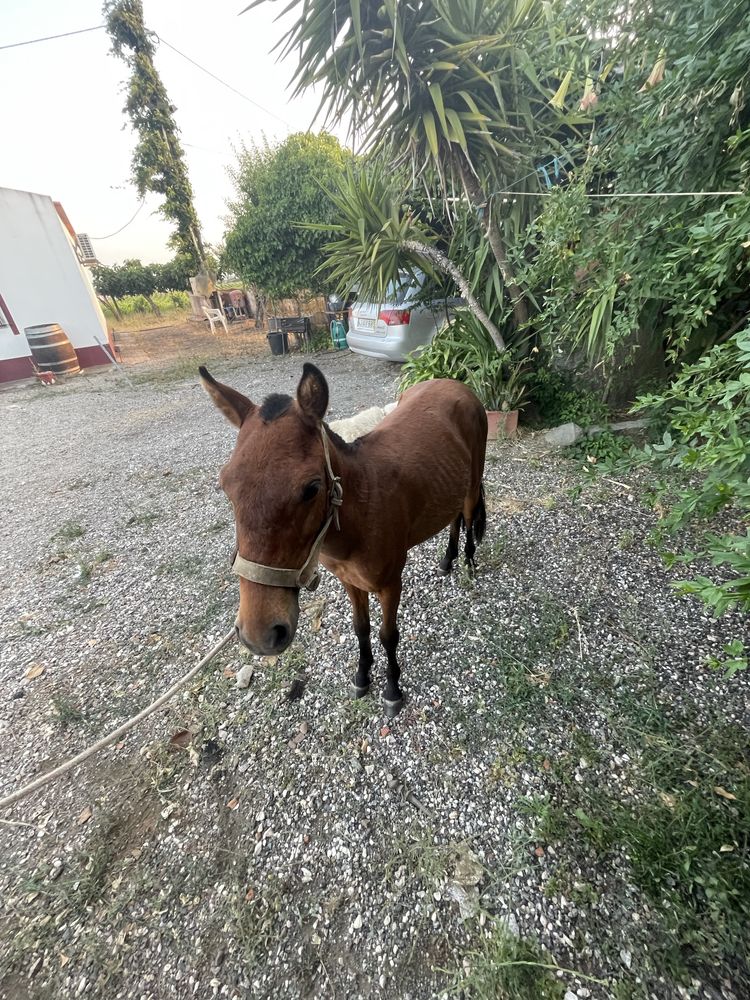 Ponei Femea Mini Cavalinho