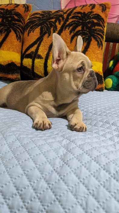Дівчинка французького бульдога