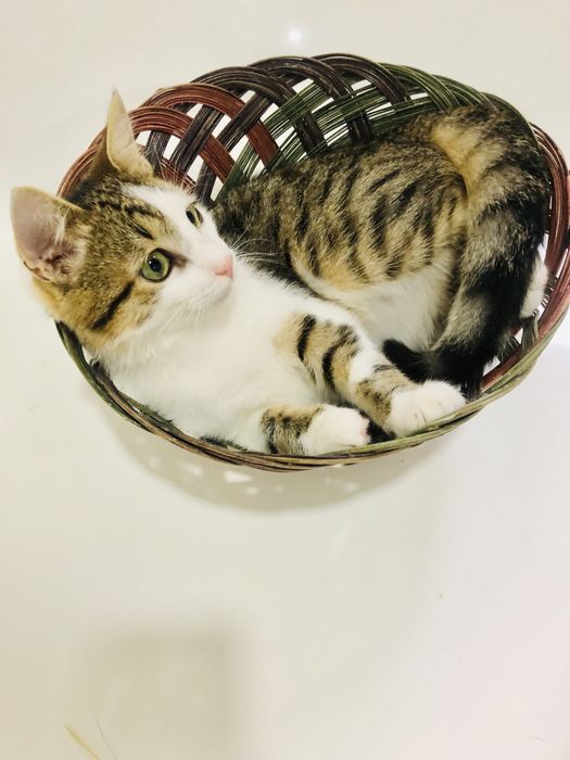 Тигровий котик шукає теплий дім