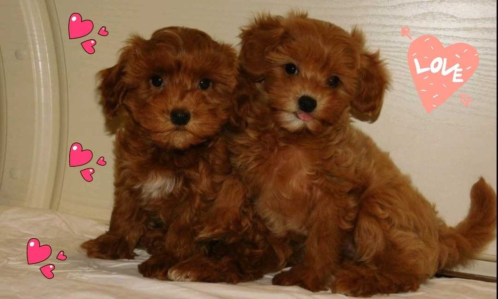 Девочки мальтипушки - как игрушки.