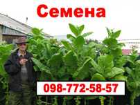 Семена махорки и Табака (Насіння тютюну)