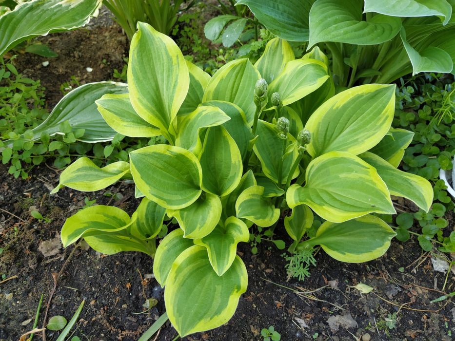 Funkia Hosta 'Golden Tiara' W DONICZCE 2.0L Jasne liście