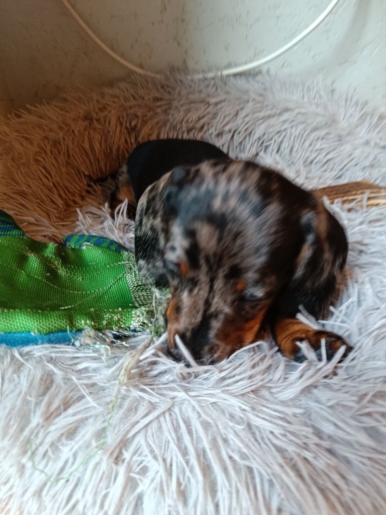 Jamnik krótkowłosy miniaturowy suczka merle FCI