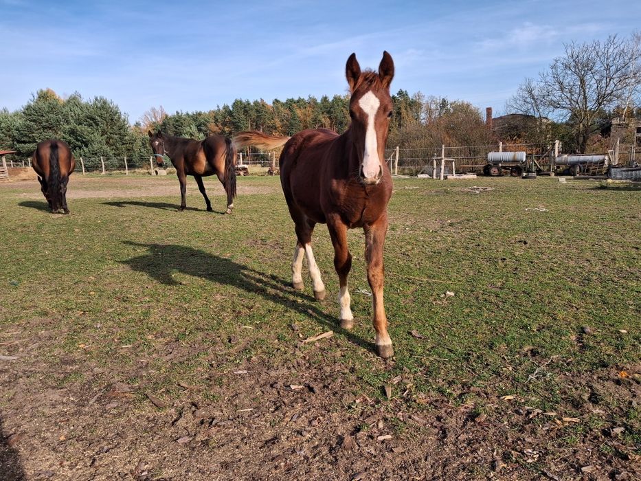 Sprzedam Ogierka Śląskiego