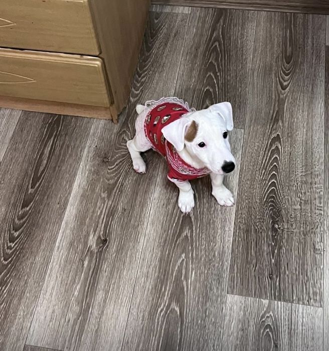 Девочка джек рассел терьер ищет родителей