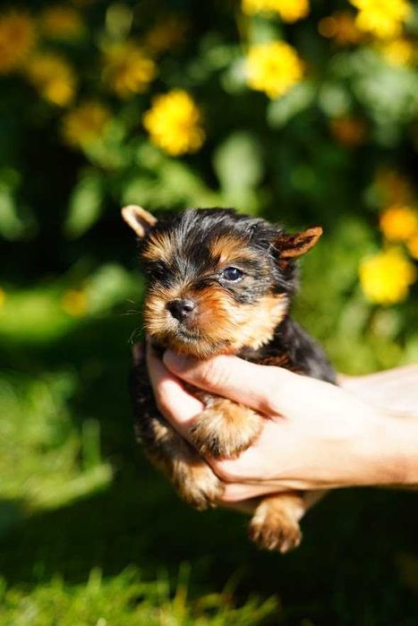 Любознательные йорки