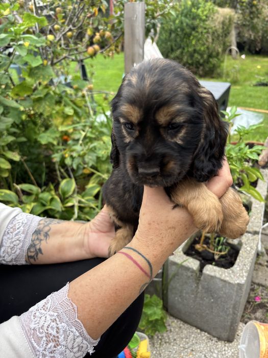 Cocker spaniel angielski czarno sobolowy piesek
