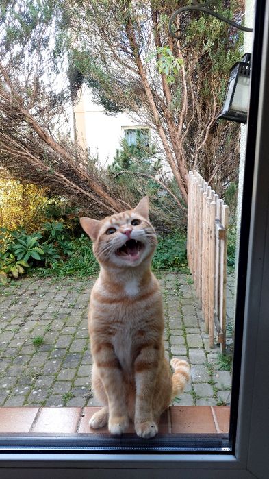 Oddam młodego kocurka