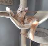 Kocurek Maine Coon rudosrebrny FPL