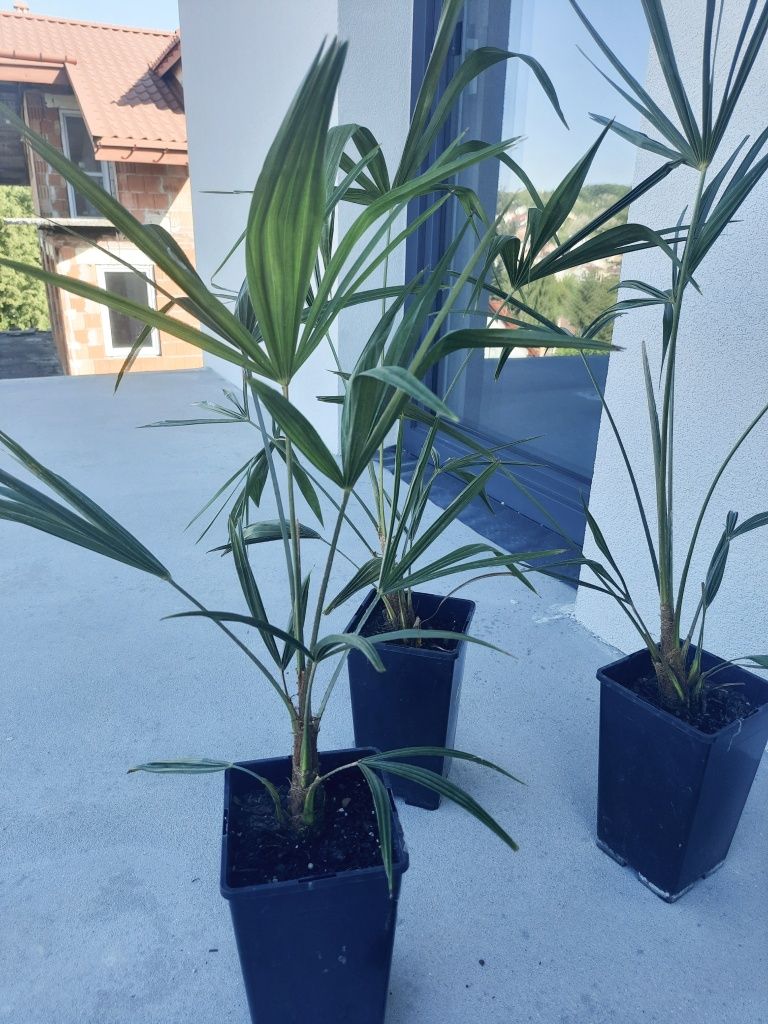 Palma mrozoodporna, trachykarpus fortunego ,szorstkowiec mrozoodporna
