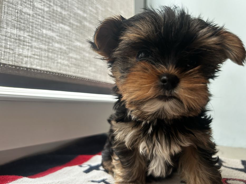Yorkshire terrier