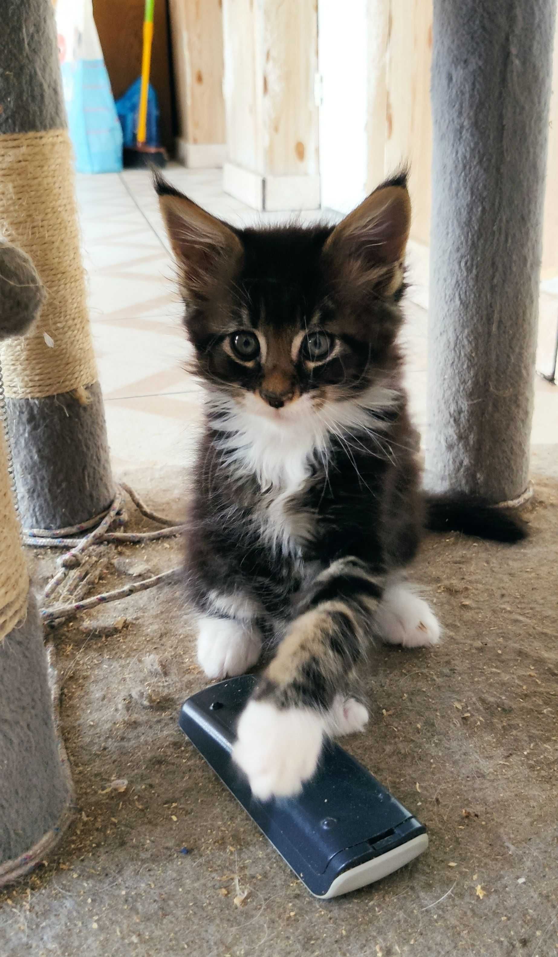 Maine Coon - kotek srebrny z bielą