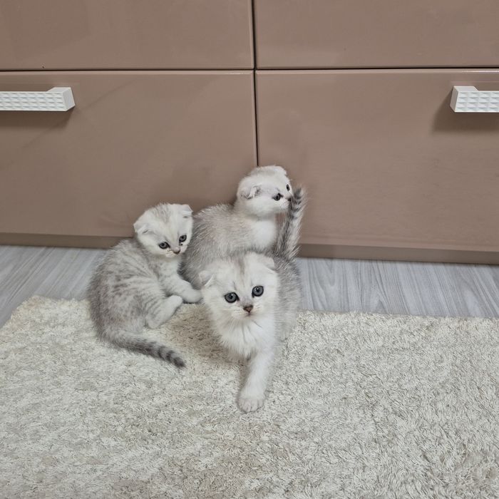 Шотландские котята ю шиншилла вислоухий мальчик вислоухая девочка