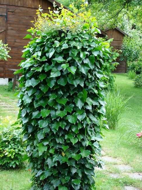 BLUSZCZ POSPOLITY SADZONKI 50 cm 2 sztuki za 1 zł na ŻYWOPŁOT ściany