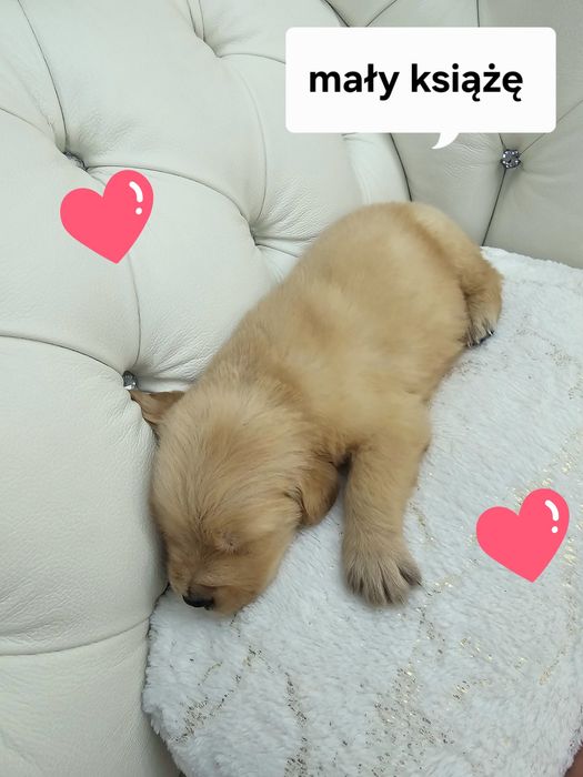Szczenię piesek rasy Golden Retriever linia Amerykański FCI