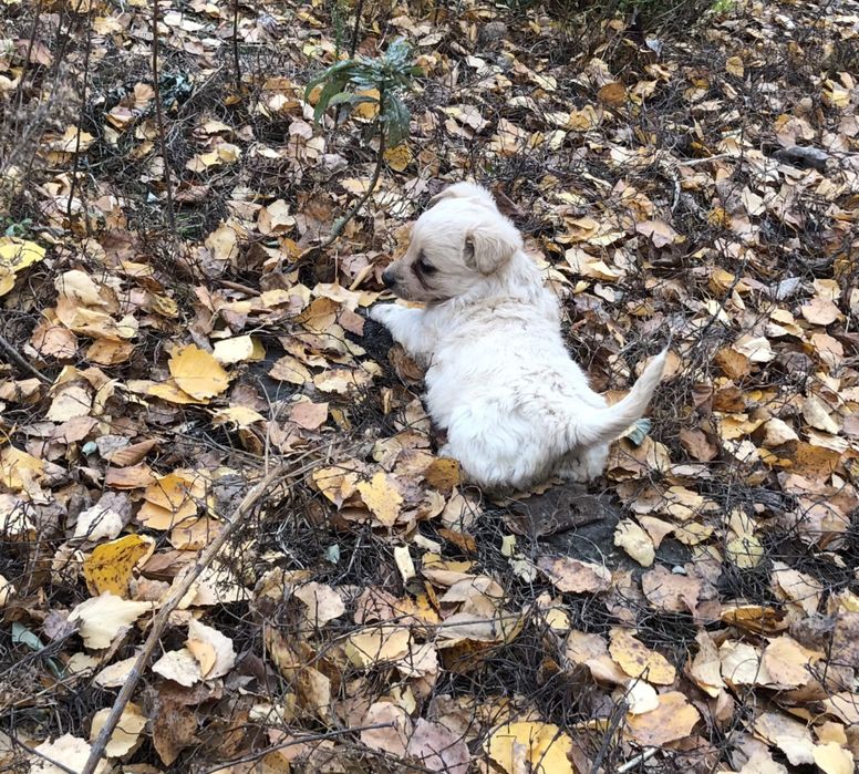 Цуценятка в добрі руки