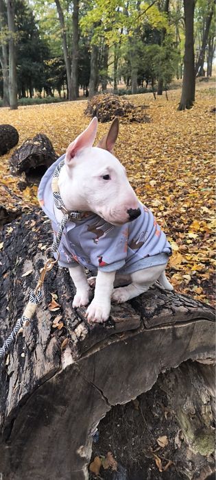 Super chłopiec bulterier miniaturowy