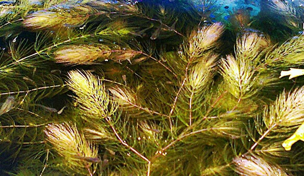 Roślina akwariowa - rogatek 10 gałązek