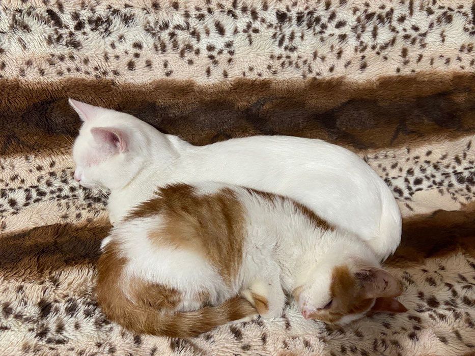 Віддамо кішечку, 5 місяців