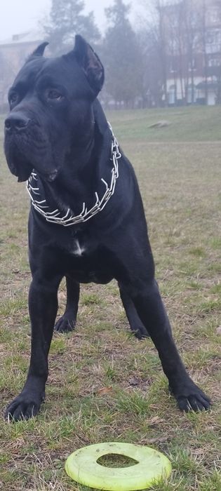 Кане Корсо вязка