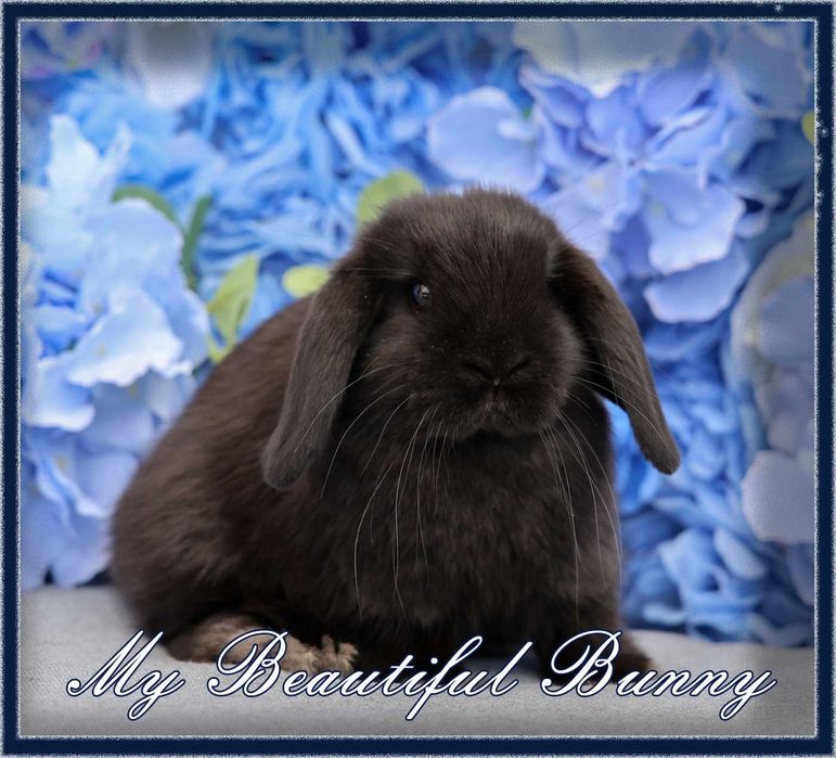 Piękny Króliczek 100% Mini Lop - Black