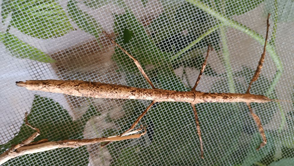 Hermagoras Foliopeda палочник новинка