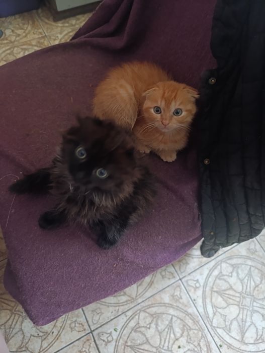 Котята вислоухие