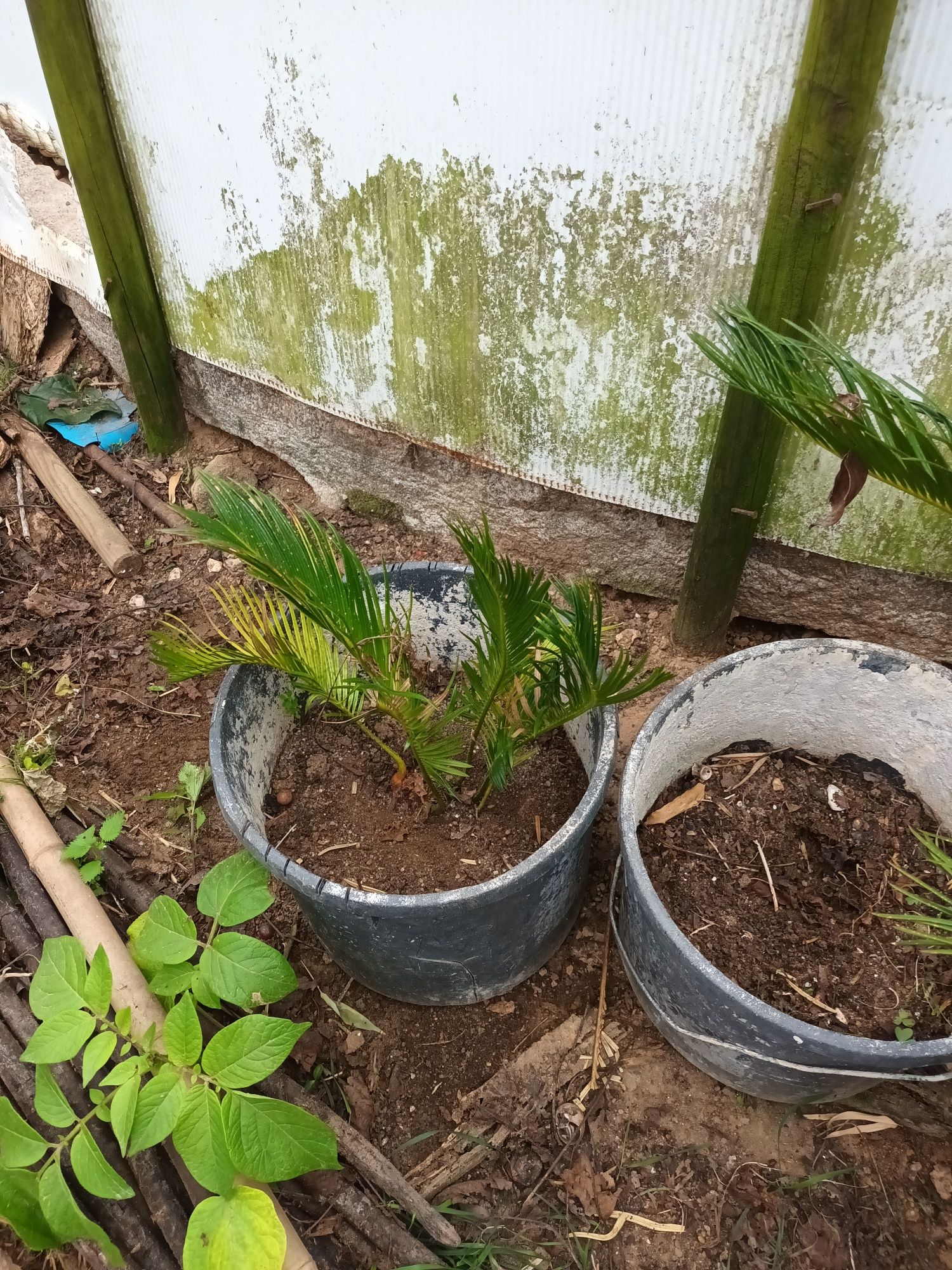 Sicas de jardim em vaso