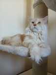 Reproduktor Maine coon