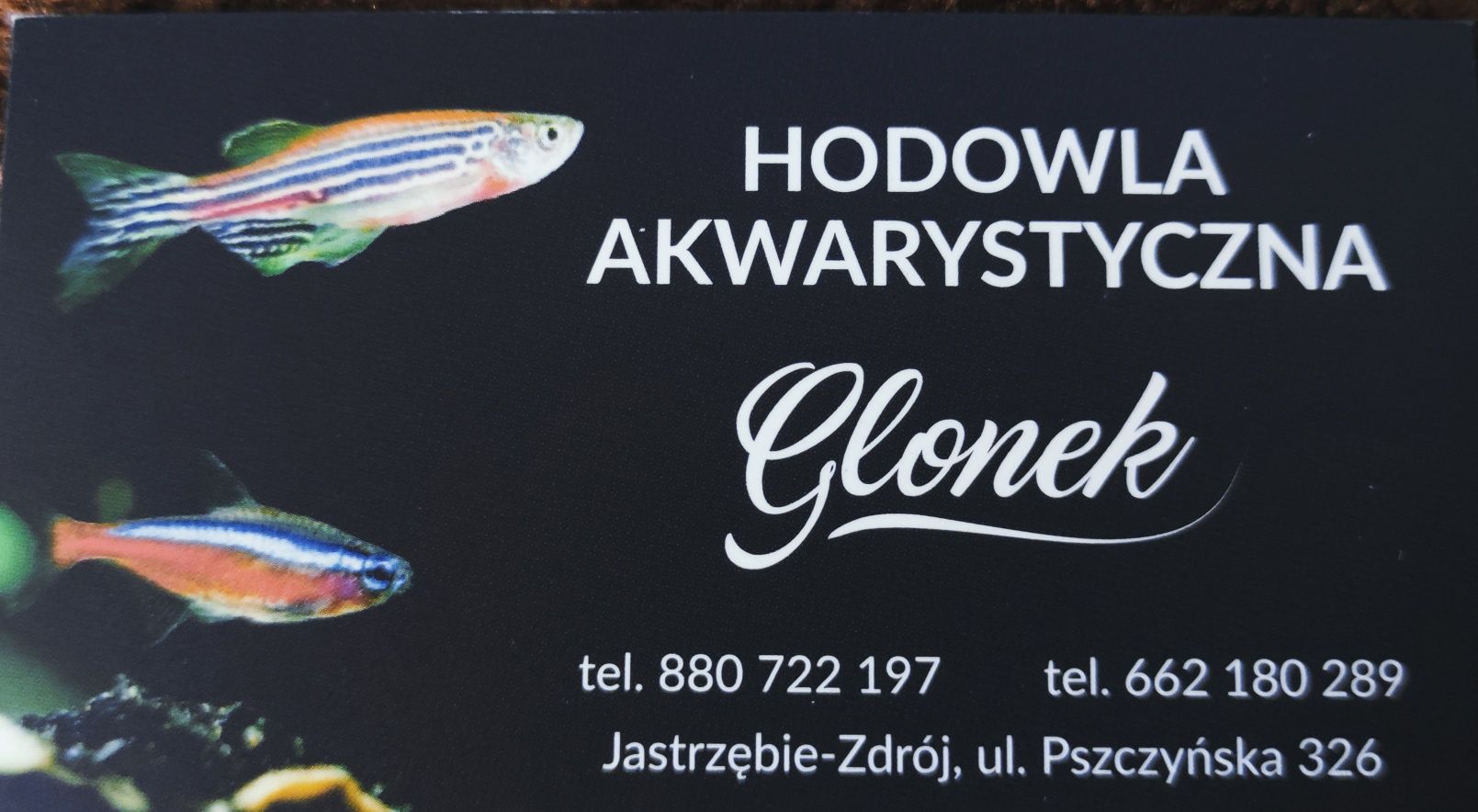 Hodowla Glonek zaprasza...