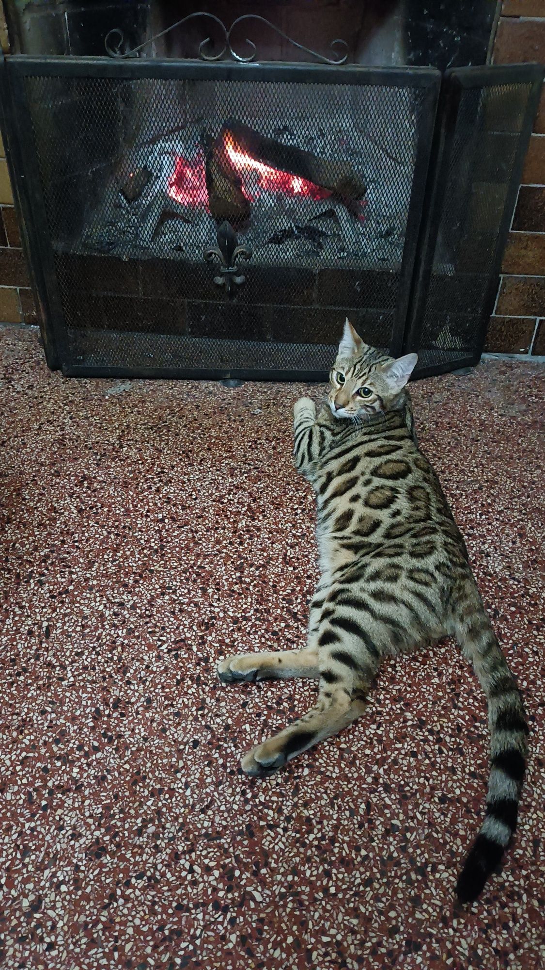 Gato bengala Brown spotted